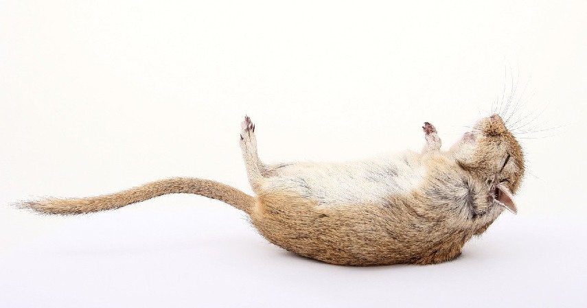 Manfaatkan perangkap lem tikus - 10 Cara Mengusir Tokek di Rumah, Beneran Efektifkah_.jpg