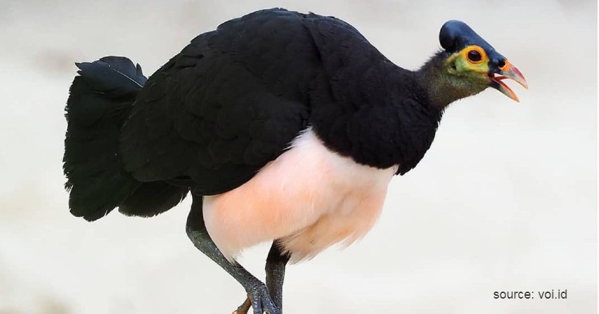 Burung Maleo - 15 Daftar Hewan yang Terancam Punah di Indonesia