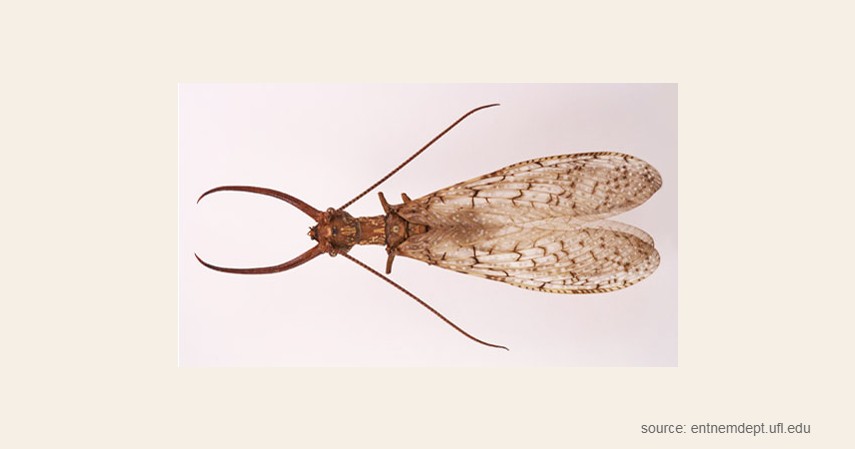 Dobsonfly - 12 Serangga Paling Berbahaya yang Patut Diwaspadai