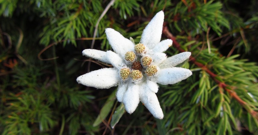 Fakta Bunga Edelweis - Alasan dibalik julukan bunga abadi