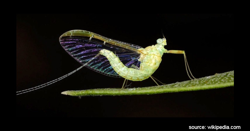 Hewan dengan Usia Terpendek dan Terpanjang di Dunia - Lalat capung