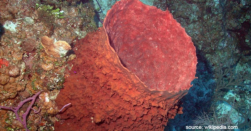 Hewan dengan Usia Terpendek dan Terpanjang di Dunia - Spons Laut