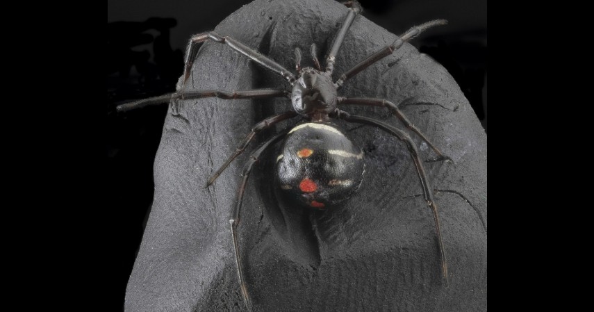 Laba-laba Black Widow - 12 Serangga Paling Berbahaya yang Patut Diwaspadai