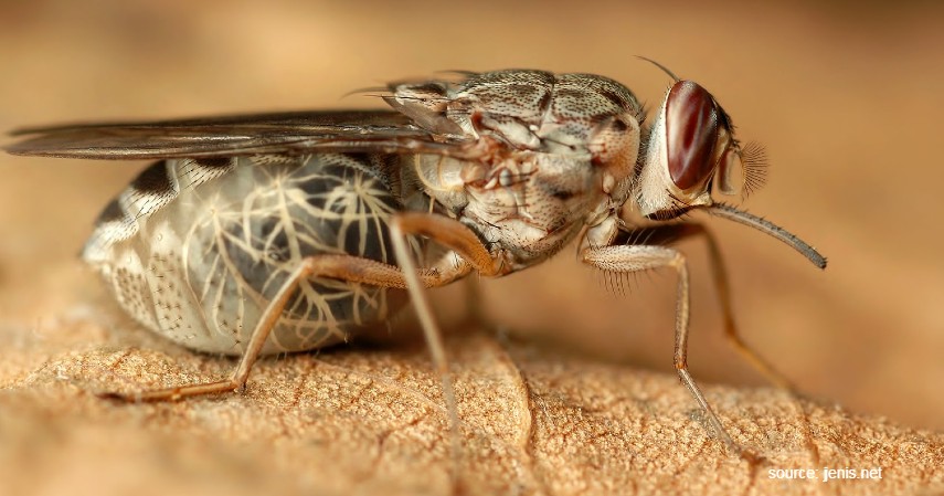Lalat Tsetse - 12 Serangga Paling Berbahaya yang Patut Diwaspadai