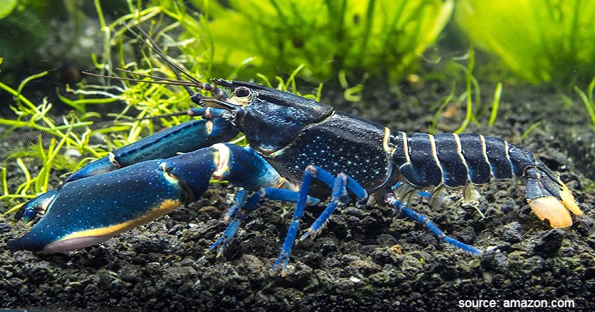 Lobster Crayfish - 6 Jenis Lobster di Indonesia Beserta Peluang Bisnisnya