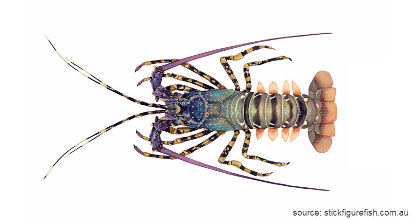 Lobster Mutiara - Pamulirus Ornatus - 6 Jenis Lobster di Indonesia Beserta Peluang Bisnisnya