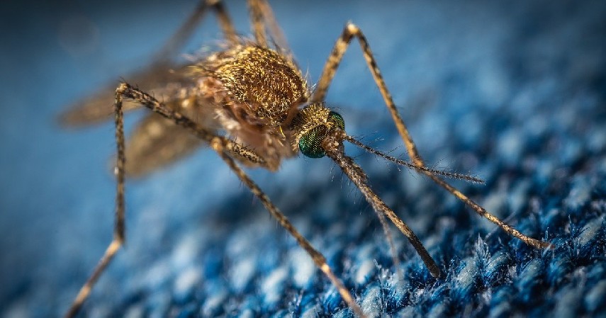 Nyamuk - 12 Serangga Paling Berbahaya yang Patut Diwaspadai
