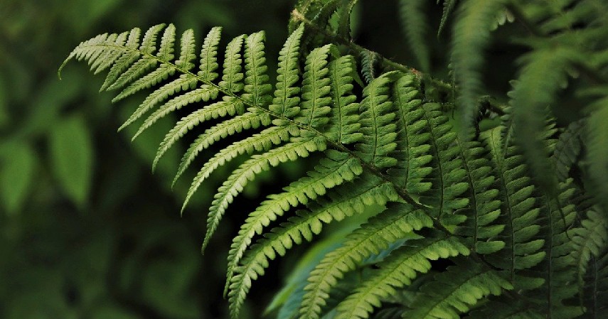 Paku Sayur - 12 Tumbuhan yang Bisa Dimakan Ketika Tersesat di Hutan