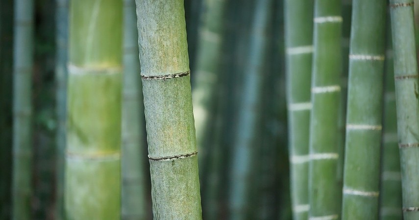 Pohon Bambu - 12 Tumbuhan yang Bisa Dimakan Ketika Tersesat di Hutan