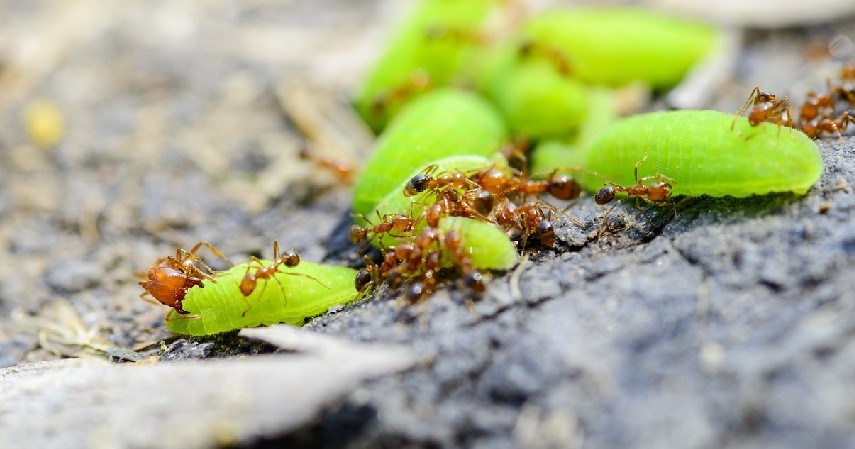 Semut Api - 12 Serangga Paling Berbahaya yang Patut Diwaspadai