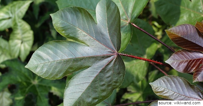  Jenis  jenis  Tanaman  Herbal  yang Aman untuk Bayi Apa Saja sih 