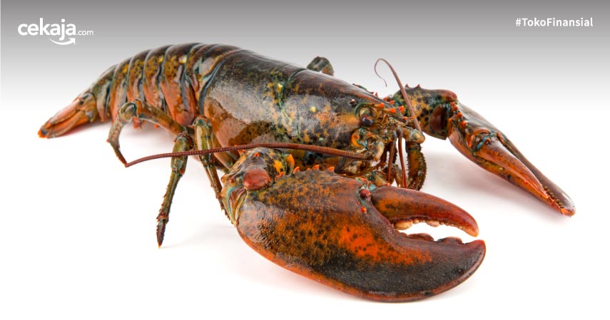 10 Manfaat Lobster untuk Kesehatan, Salah Satunya Jaga Imunitas Tubuh