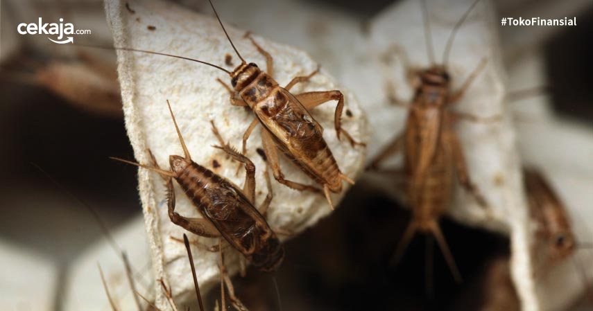 4 Peluang Usaha Ternak Serangga, Omzetnya Bikin Ngiler
