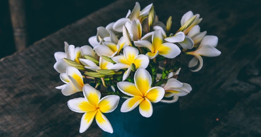 Bunga Melati - 12 Jenis Tanaman Aromaterapi