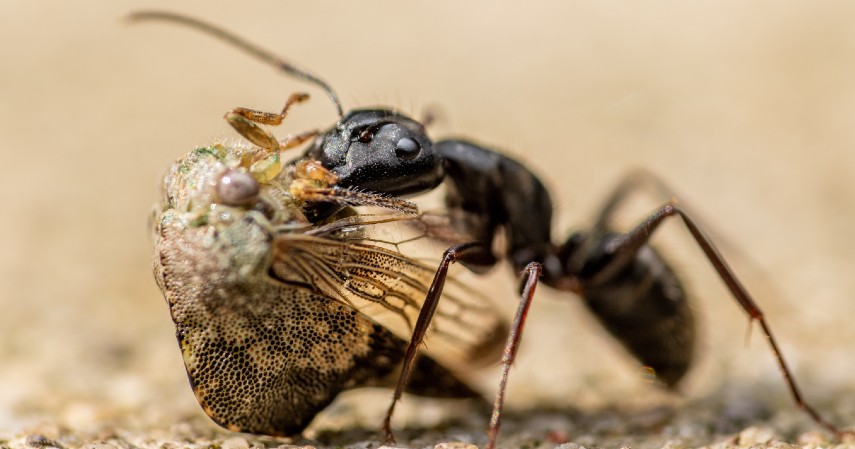Usaha ternak semut Jepang - 4 Peluang Usaha Ternak Serangga Omzetnya Bikin Ngiler