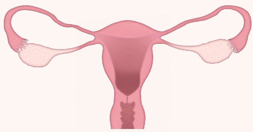 kebersihan organ reproduksi - Manfaat Daun Sirih untuk Kesehatan Tubuh