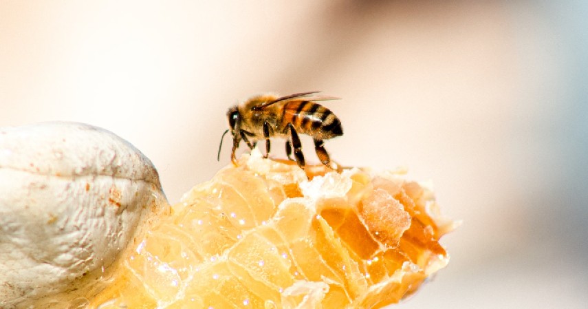 Perbedaan Clover Honey dengan Madu Biasa Beserta Manfaatnya - Proses Kristalisasi Madu