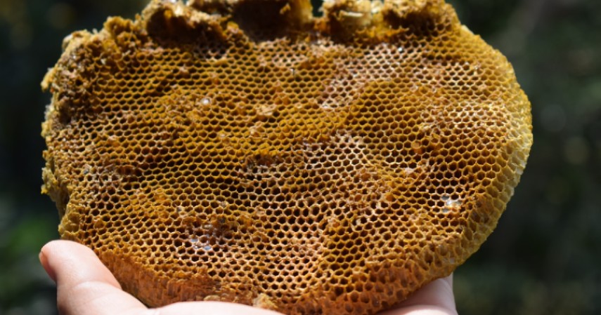 Perbedaan Clover Honey dengan Madu Biasa Beserta Manfaatnya - Sumber Madu Didapat