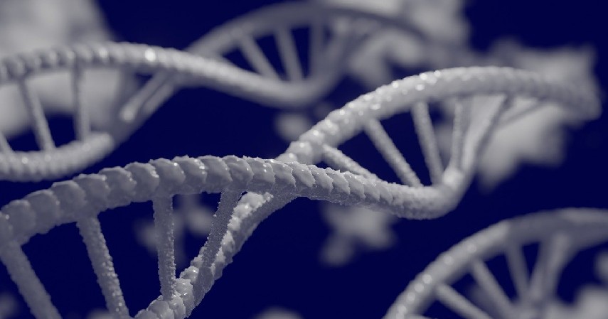 Bentuk Rantai - Perbedaan DNA dan RNA