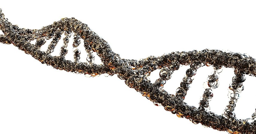 Proses Pembentukan - Perbedaan DNA dan RNA