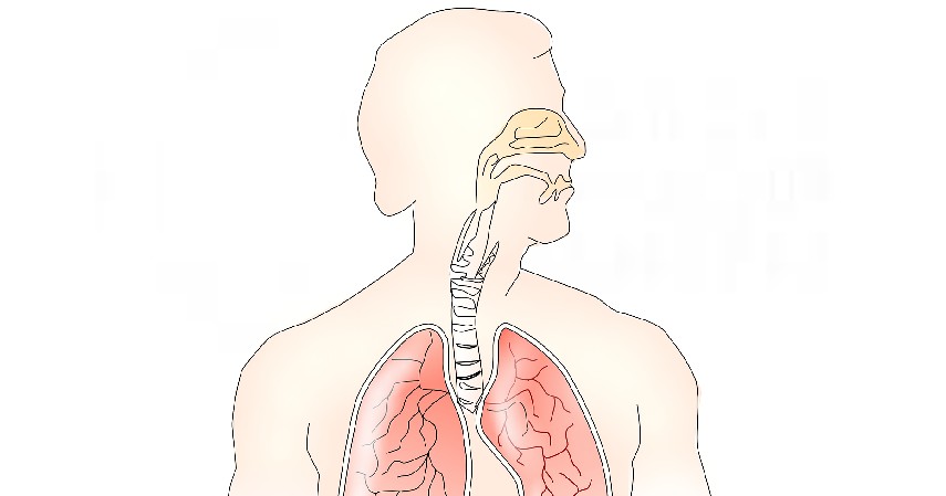 saluran hidung - Penyebab Hidung Tak Bisa Mencium Bau