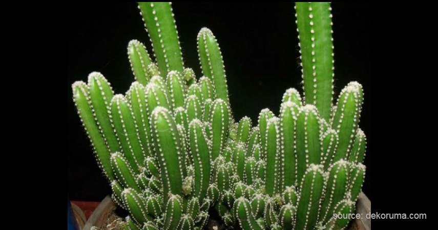 Kaktus Cereus tetragonus - Tanaman Kaktus yang Bisa Berbunga