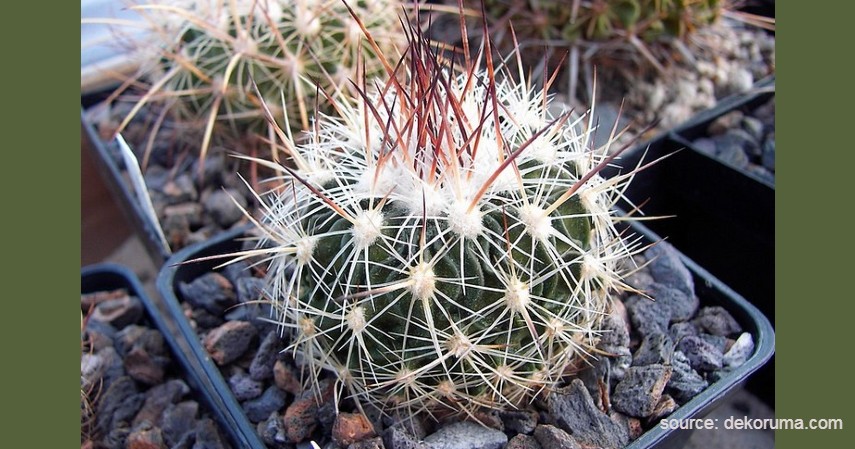 Kaktus Echinofossulocactus - Tanaman Kaktus yang Bisa Berbunga
