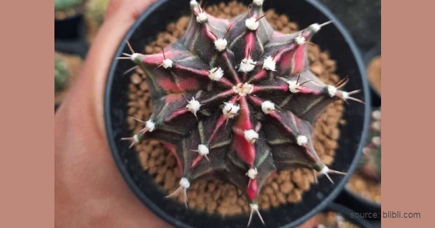 Kaktus Gymnocalycium Mihanovichii Star Fire - Tanaman Kaktus yang Bisa Berbunga