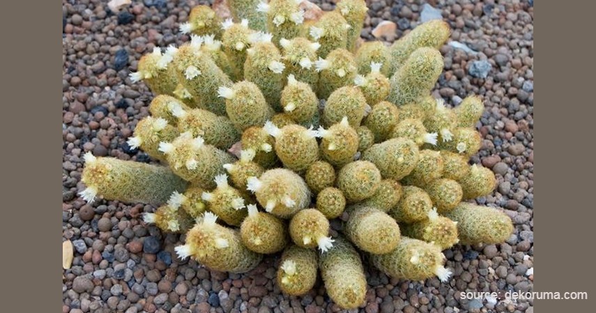 Kaktus Mammillaria elongata - Tanaman Kaktus yang Bisa Berbunga