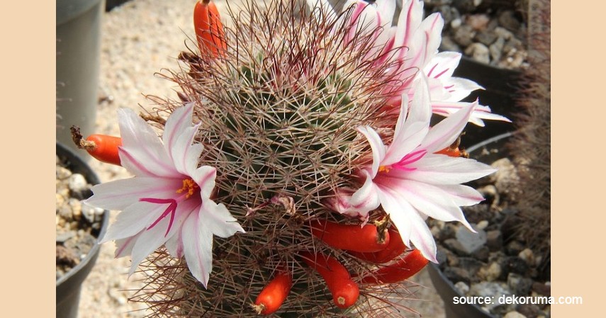 Kaktus Mammillaria fraileana - Tanaman Kaktus yang Bisa Berbunga
