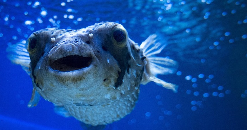 Blobfish - Hewan Paling Aneh di Dunia