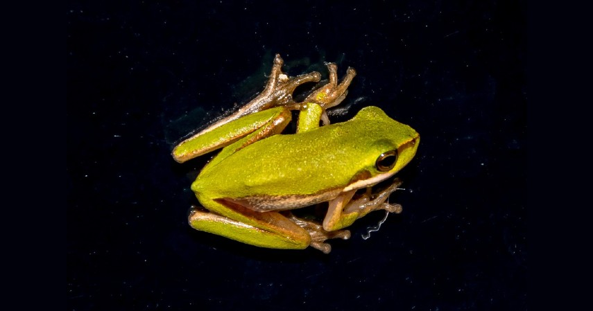 Glass Frog - Hewan Paling Aneh di Dunia