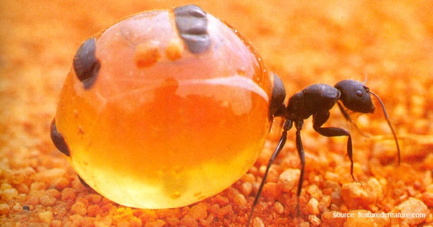 Honeypot Ant - Hewan Paling Aneh di Dunia