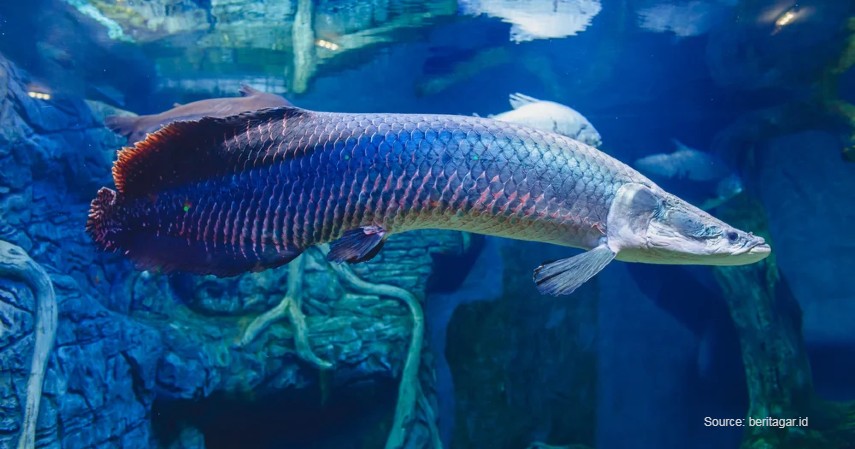 Ikan Arapaima - Hewan yang Hidup di Sungai Amazon