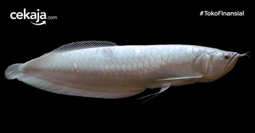 10 Ikan Hias Termahal di Dunia, Keindahannya Dihargai Miliaran Rupiah