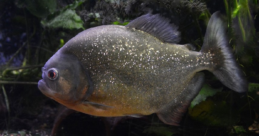 Ikan Piranha - Hewan yang Hidup di Sungai Amazon
