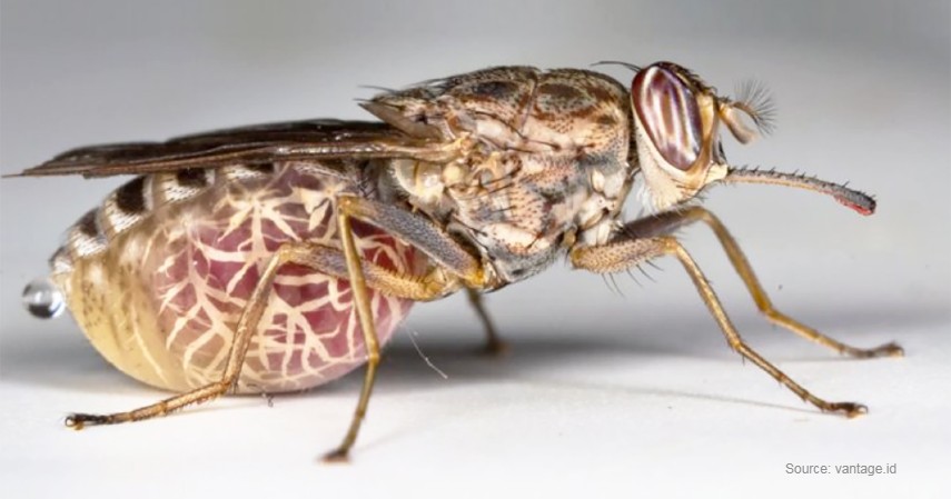 Lalat Tse-Tse - Hewan Paling Mematikan di Dunia
