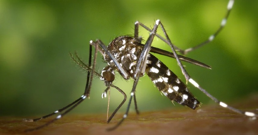 Nyamuk - Hewan Paling Mematikan di Dunia
