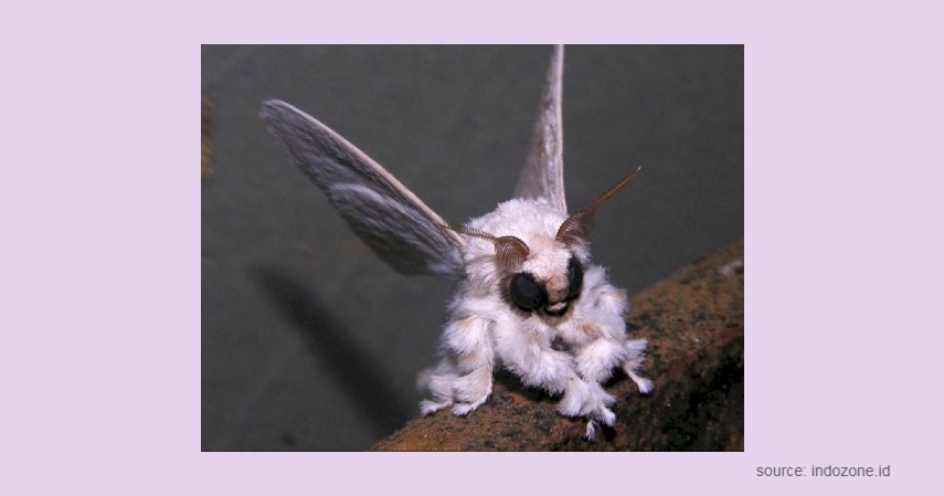 Venezuelan Poodle Moth - Hewan Paling Aneh di Dunia