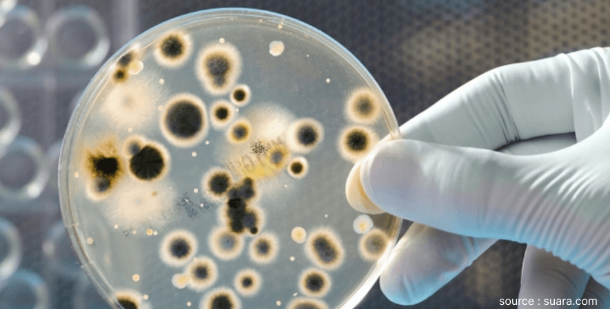 Antimikroba - Manfaat Bawang Putih Tunggal bagi Kesehatan (1)