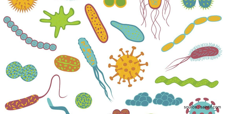 Membantu Membunuh Bakteri - Manfaat Kombucha Apa Saja Sih