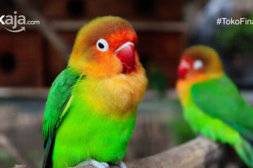 Cara Merawat Burung Lovebird Agar Ngekek Panjang