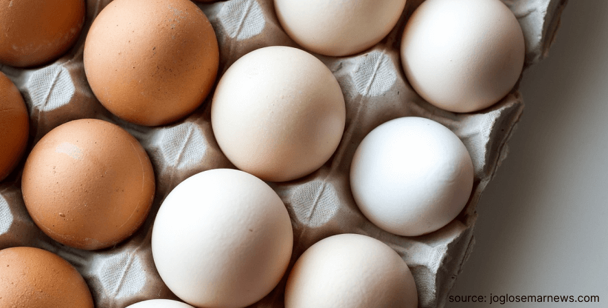 Harga Telur - Perbedaan Telur Biasa dan Telur Omega 3