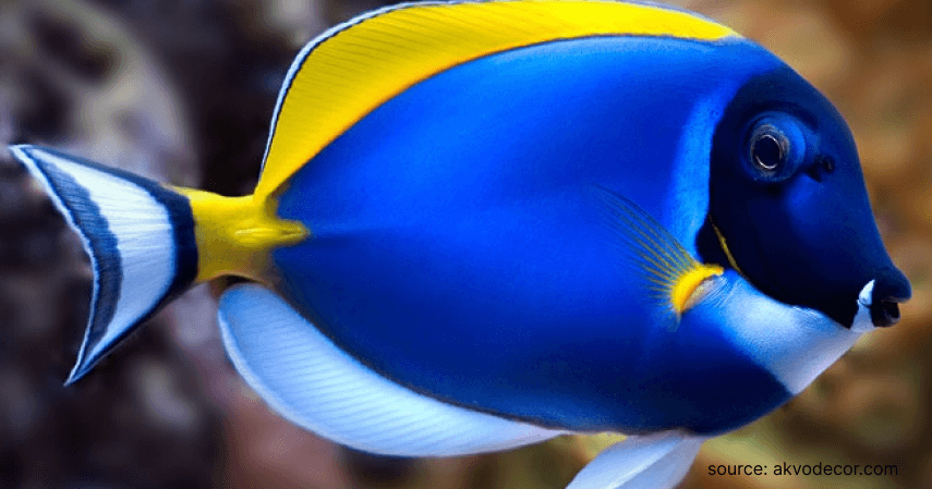 Ikan Botana Blue Tank - Rekomendasi Ikan Hias Air Tawar