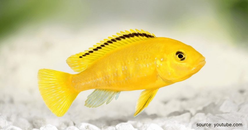 Ikan Lemon - Rekomendasi Ikan Hias Air Tawar