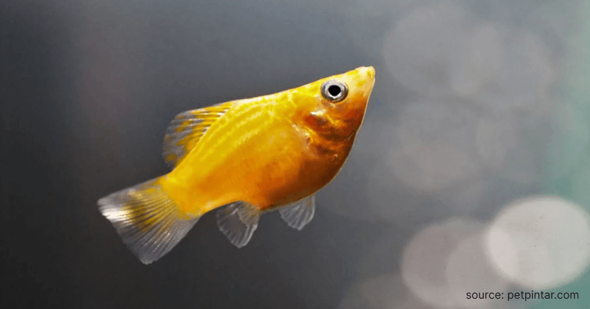 Ikan Molly - Rekomendasi Ikan Hias Air Tawar
