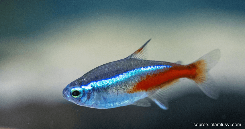 Ikan Neon Tetra - Rekomendasi Ikan Hias Air Tawar