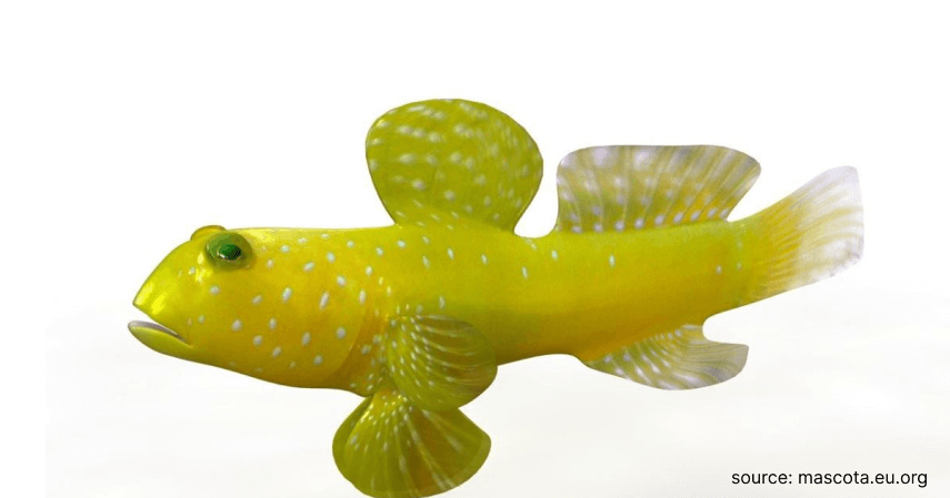 Ikan Watchman Goby - Rekomendasi Ikan Hias Air Tawar