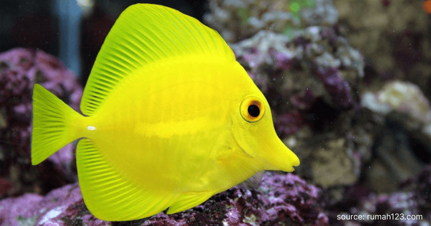 Ikan Yellow Tang - Rekomendasi Ikan Hias Air Tawar