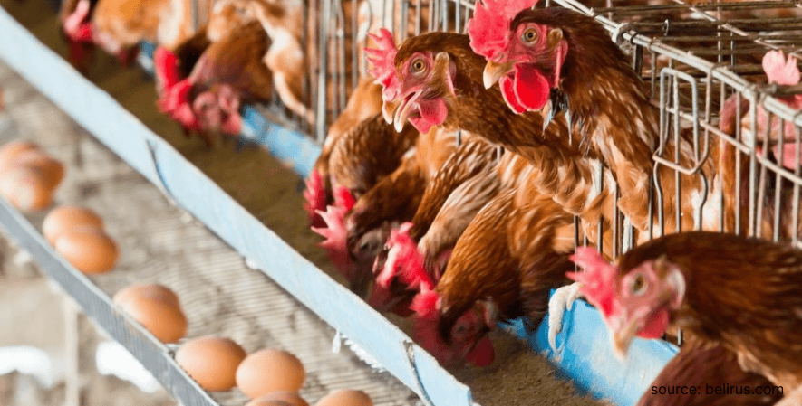 Perawatan Ayam Petelur - Perbedaan Telur Biasa dan Telur Omega 3